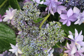 梅雨に咲く美しい紫陽花