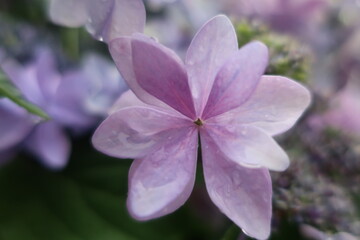 梅雨に咲く美しい紫陽花