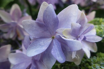 梅雨に咲く美しい紫陽花
