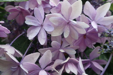 梅雨に咲く美しい紫陽花