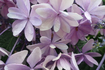 梅雨に咲く美しい紫陽花
