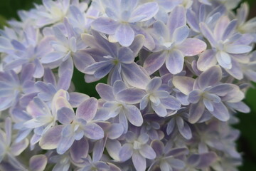 梅雨に咲く美しい紫陽花