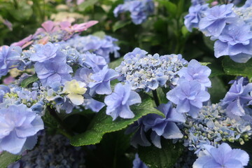 梅雨に咲く美しい紫陽花