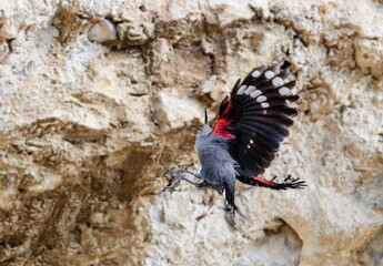 Fototapeta na wymiar Mountain flying jewel, jumping on a rock looking for beetles and other bugs. Grey bird with red wings. Palava Hills, Czech Republic. Wallcreeper, Tichodroma muraria.