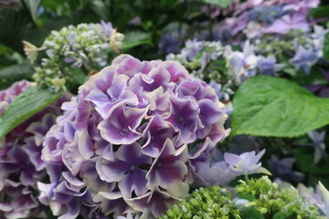 雨に輝く美しい紫陽花