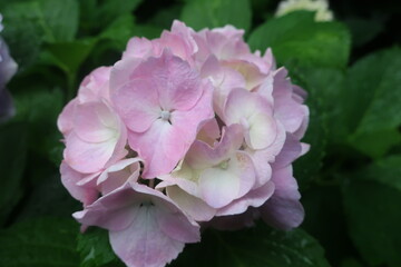 雨に輝く美しい紫陽花