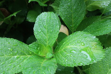 雨に濡れた紫陽花の葉