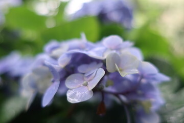 梅雨に咲く美しい紫陽花
