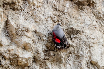 Mountain flying jewel, jumping on a rock looking for beetles and other bugs. Grey bird with red wings. Palava Hills, Czech Republic. Wallcreeper, Tichodroma muraria.