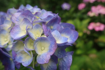 梅雨に咲く美しい紫陽花