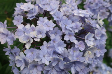 梅雨に咲く美しい紫陽花