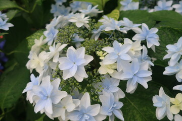 梅雨に咲く美しい紫陽花