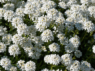 (Iberis sempervirens) Immergrüne Schleifenblume, ein sehr reich weiss Früjahrs blühender...
