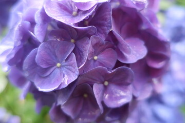 梅雨に咲く美しい紫陽花