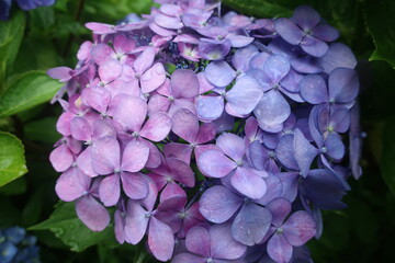 雨に輝く美しい紫陽花