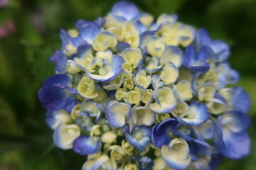 梅雨に咲く美しい紫陽花