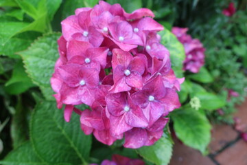 雨に輝く美しい紫陽花