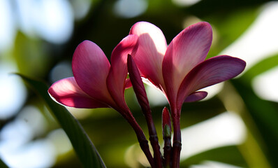 Balinese tropical spa flowers