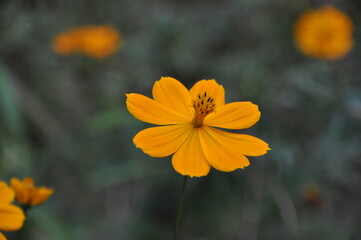 キバナコスモスの花