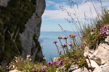 vue avec fleurs de montagne et lac Léman depuis les Rochers de Naye 