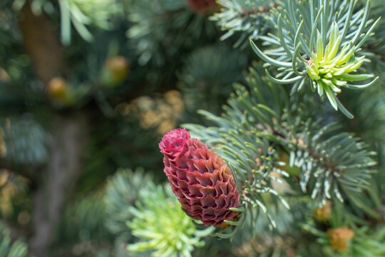 Young Red Cones On Spruce Branches Close-up