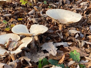 mushroom in the forest