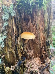 mushrooms in the forest