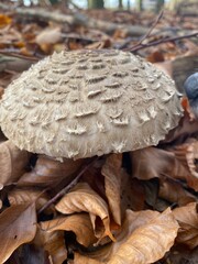 mushrooms in autumn forest