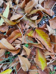 autumn leaves on the ground