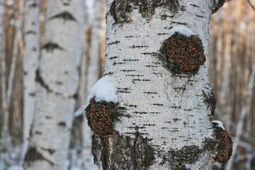 Chaga (Inonotus obliquus) is a fungus from the Hymenochaetaceae family. Potential medicine for...