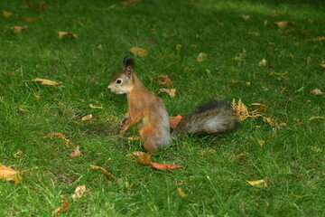 Curious squirrel on the lawn