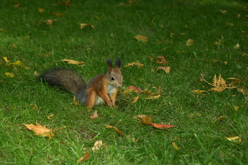 Curious squirrel on the lawn