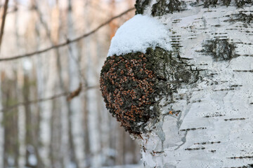 Chaga (Inonotus obliquus) is a fungus from the Hymenochaetaceae family. Potential medicine for coronavirus. It parasitizes birch and other trees.