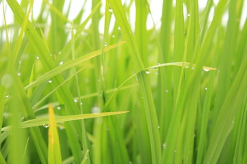 Portrait of rice in the morning after the rain. 
23 February 2014