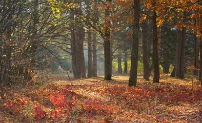 Morning in autum