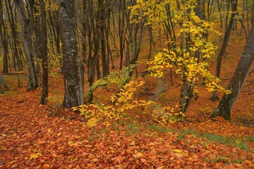Forest in autumn