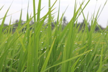 Portrait of rice in the morning after the rain. 
23 February 2014