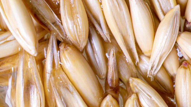 Sprouting oat grains, healthy eating concept, starting life, time lapse, macro video