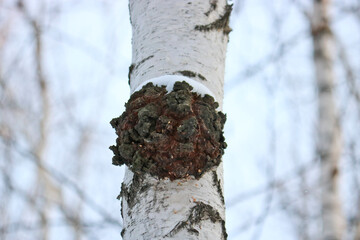 Chaga (Inonotus obliquus) is a fungus from the Hymenochaetaceae family. Potential medicine for...