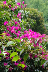 Beautiful close up photos of purple flowers with green background