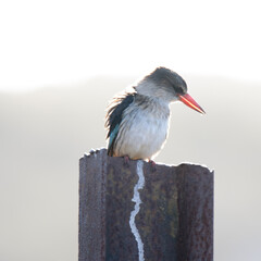 Addo Elephant National Park: Brown hooded kingfisher in the bright morning sun