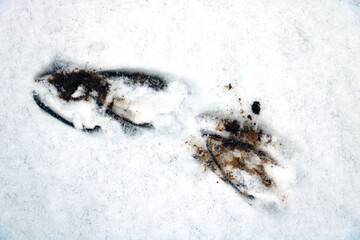 Traces of a wild animal in the snow in the forest.