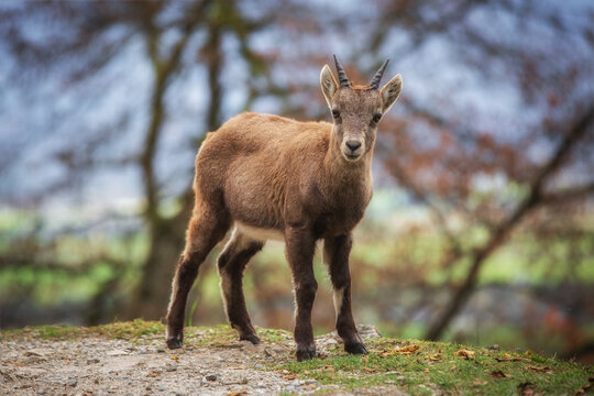 Junger Steinbock Capricorn