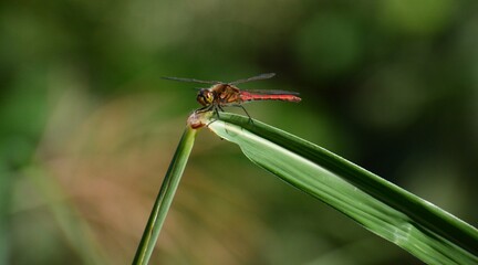 赤トンボが草にとまっている