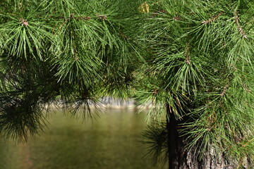 The fluffy green pine leaves surrounding the water pond in Sapporo Japan