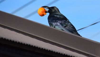 カラスが屋根の上で柿をかじっている