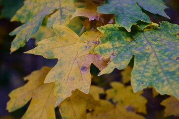 Plakat autumn maple leaves