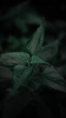 rain drops on a leaf