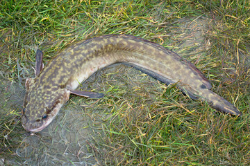 Burbot is a river predatory fish that lives in northern rivers