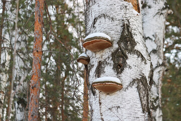 Tinder fungus or hoof fungus (Fomes fomentarius) grows on birch wood. Inedible mushroom, tree...